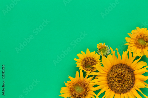 Fototapeta Naklejka Na Ścianę i Meble -  Sunflowers are blooming on the background.