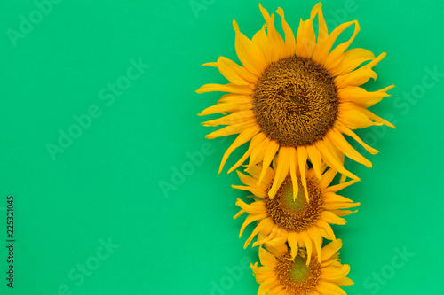 Fototapeta Naklejka Na Ścianę i Meble -  Sunflowers are blooming on the background.