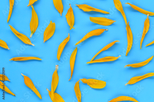 Fototapeta Naklejka Na Ścianę i Meble -  Yellow Sunflower petals on blue paper background.