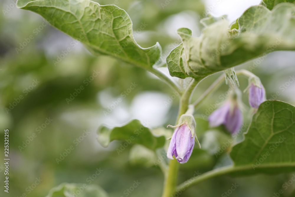 Thai spices of violet eggplant flower on tree in the garden. Thai spices of violet eggplant flower on tree in the garden.