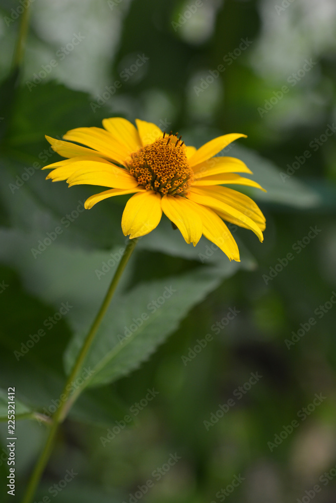 False sunflower Dauer Gold False sunflower Dauer Gold