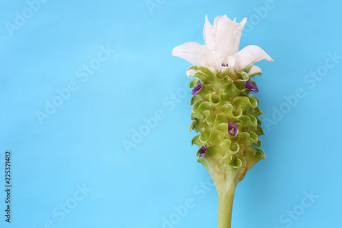 Krachai flower or Curcuma sparganifolia Gagnep in bloom on blue background. photo