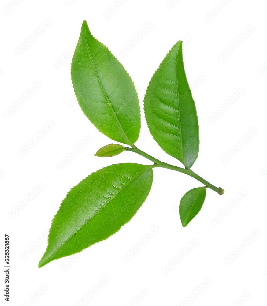 green tea leaf isolated on white background