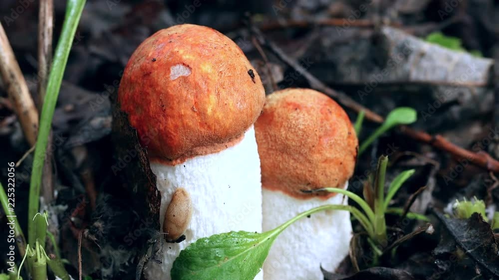 Mushrooms in forest Mushrooms in forest