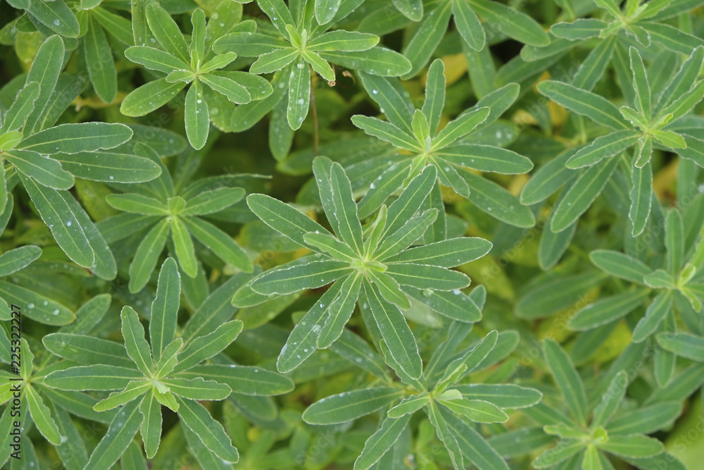 Green leaves on a bush after a light rain. Green leaves on a bush after a light rain.