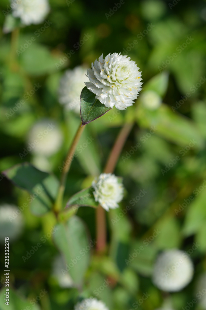 White globe amaranth White globe amaranth