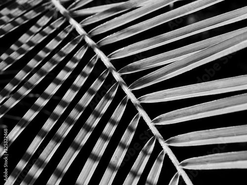 black and white palm leaf with shadow