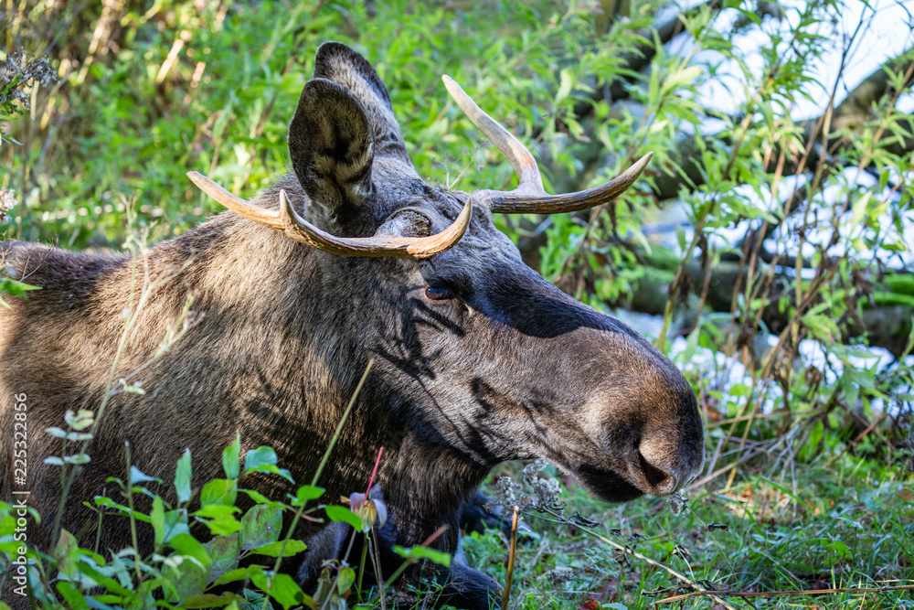 An Eland in the Naturwpark in Holland