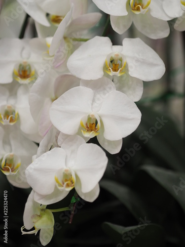 Fototapeta Naklejka Na Ścianę i Meble -  white orcid flower