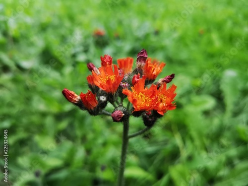 Orange Weed Flower