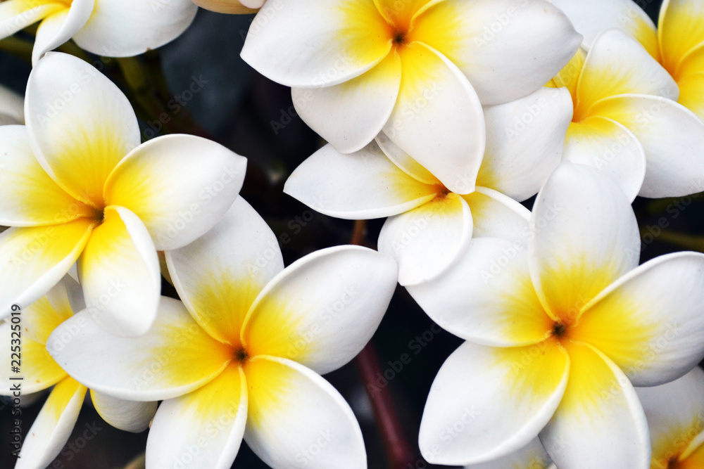 Fototapeta premium flowers frangipani plumeria