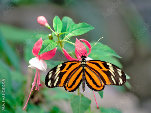 Heliconius ismenius photo