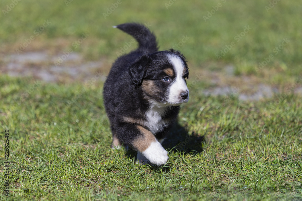 Hundewelpe erkundet die Welt