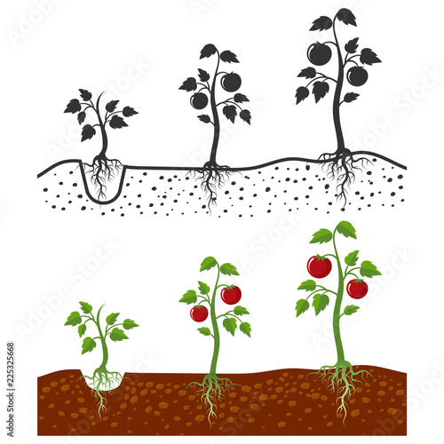 Tomato plant with roots vector growing stages - cartoon style and silhouettes of tomatoes isolated on white background. Vegetable tomato growing, agriculture sprout illustration