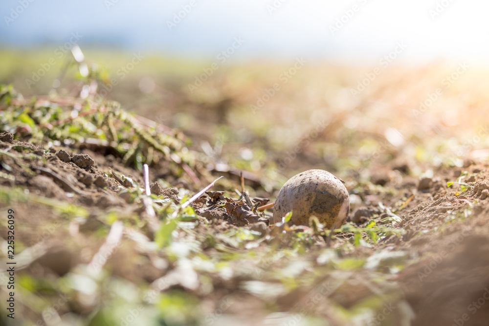 Reife, saftige Kartoffel auf geerntetem Kartoffelfeld Reife, saftige Kartoffel auf geerntetem Kartoffelfeld
