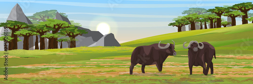 A herd of black African buffalo. African savannah, baobab thickets and high mountain ranges. Realistic vector landscape. The nature of Africa