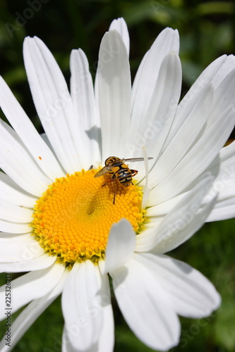 on a camomile crawls a bee.