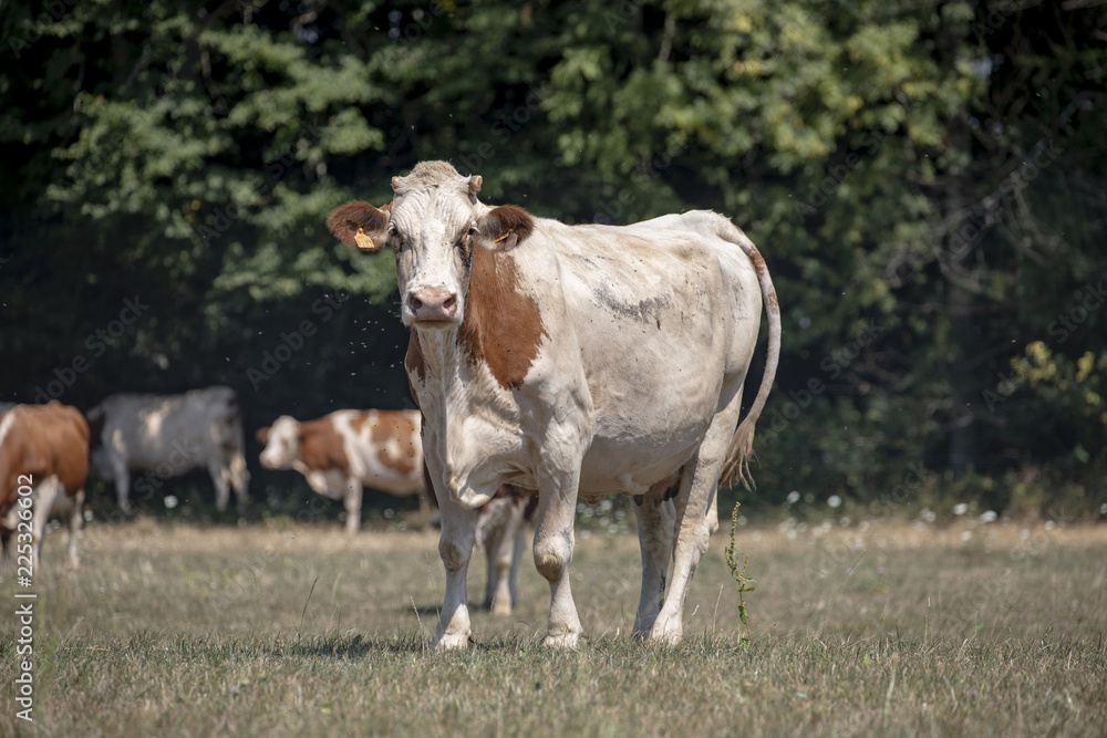  Cow, breed of cattle Montbeliard, in the Jura, France.