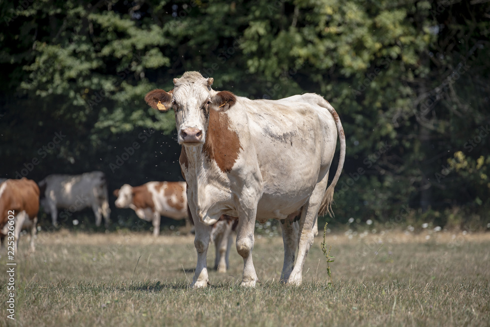 Cow, breed of cattle Montbeliard, in the Jura, France. Cow, breed of cattle Montbeliard, in the Jura, France.