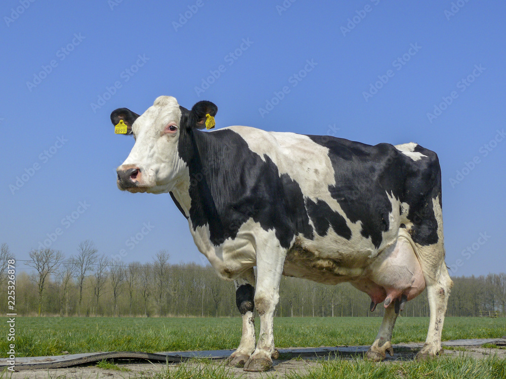 Black and white cow, breed of cattle Holstein Frisia with big full udders, in the Netherlands standing on a path in a meadow, pasture, with at the background trees and a blue sky.