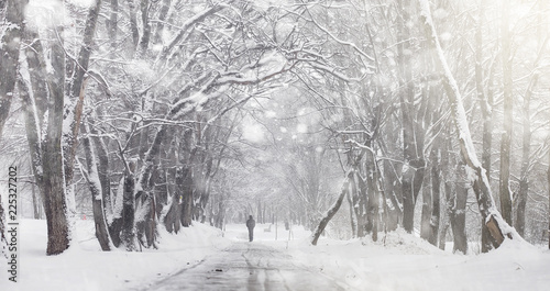 Wallpaper Mural Snow-covered winter park and benches. Park and pier for feeding  Torontodigital.ca