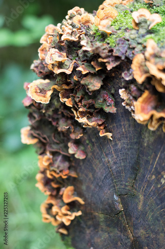 Moss and fungi on log