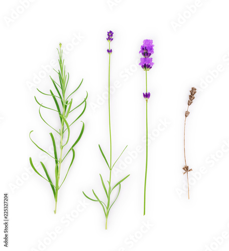 Lavender flowers collection on a white background