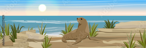 A large fur seal on a stony coast of the sea or ocean with shards of rocks and thickets of grass. Seascape. Vector Landscapes. wild nature