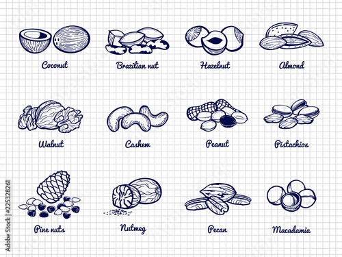 Nuts sketch. Hand drawn popular nuts vector of set with name isolated on white illustration