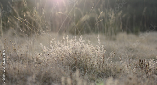 yellow grasses in sunset with bokeh