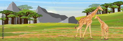 Family of giraffes. Mother and her baby. African savannah, baobab thickets and high mountain ranges. Realistic vector landscape. The nature of Africa
