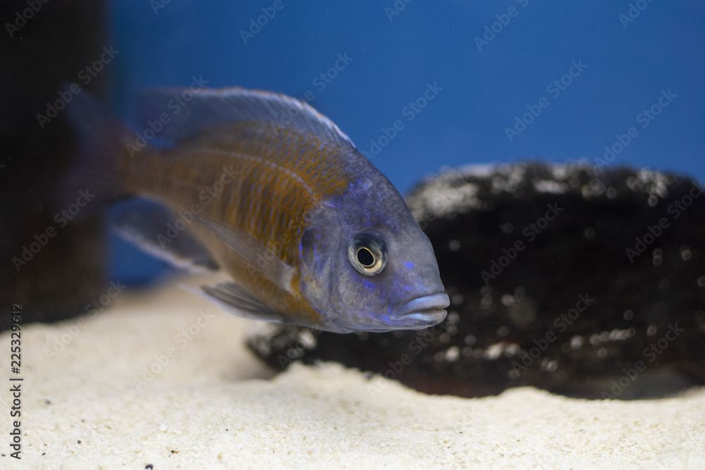 Fish Copadichromis borleyi Kadango (Kadango Red Fin, Haplochromis