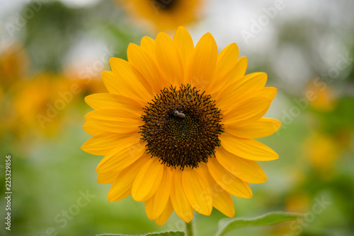 Close up of blooming sunflower in the field with blurred nature background.