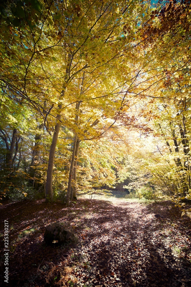 Autumn in the Pyrenees