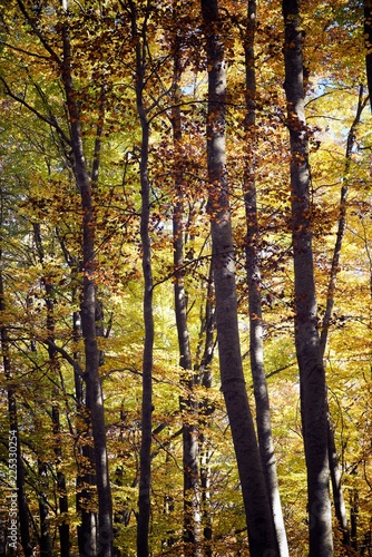 Autumn in the Pyrenees