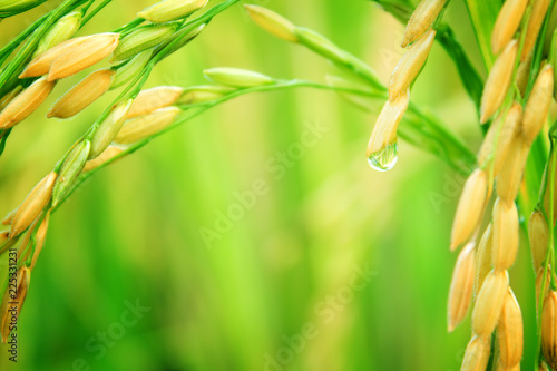 rice field in north Thailand, nature food landscape background. Drop water in rice field.