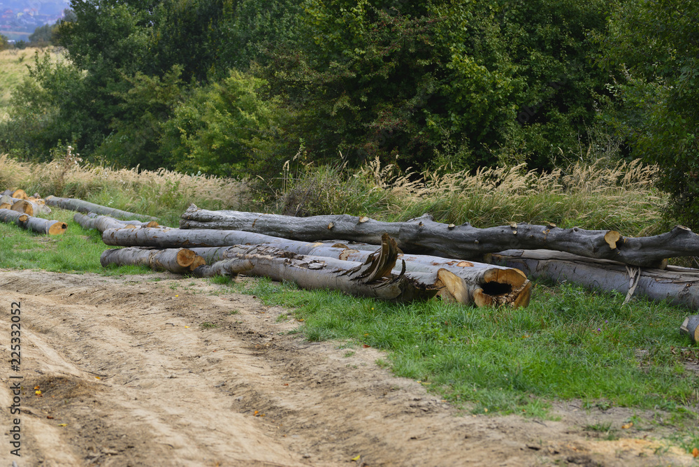 Fototapeta premium Felling of the living beech forests in the Ukrainian Carpathians