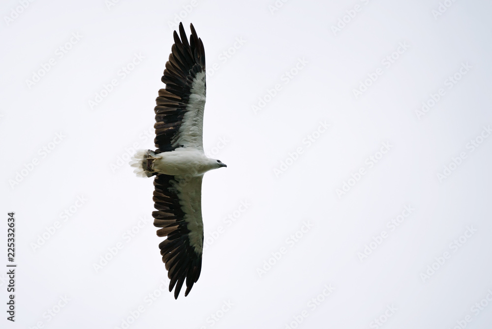 Obraz premium White-bellied Fish-eagle - - Haliaeetus leucogaster flying over the lake in Thailand National Park