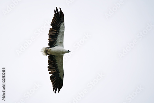 White-bellied Fish-eagle - - Haliaeetus leucogaster  flying over the lake in Thailand National Park