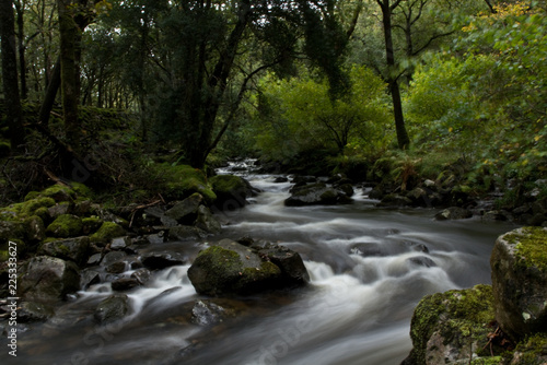 stream in the forest