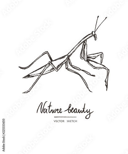 Vector illustration. Hand drawn mantis . Print design element . Chalk style vector.