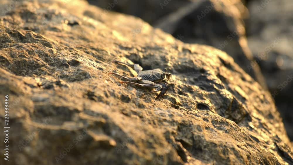 Sea crabs walking on a stone beach with waves in sunset Sea crabs walking on a stone beach with waves in sunset
