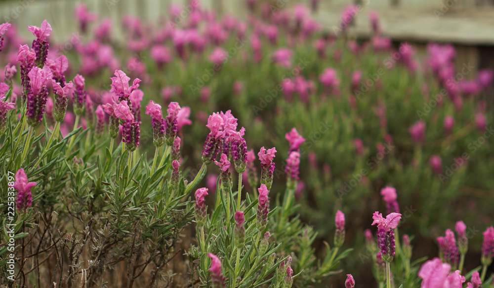 Purple Lupin flowers similar to lavender