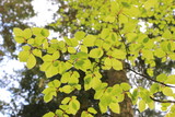 Background of beech foliage in forest
