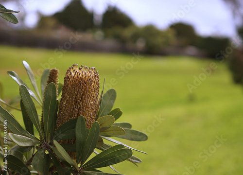 Lemon Bottle-brush Flower