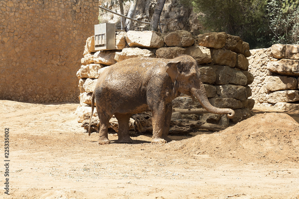 elephant on the background of rocks,elephant, wildlife, mammal, wild, park, national, rock, safari, elephant on the background of rocks,elephant, wildlife, mammal, wild, park, national, rock, safari,
