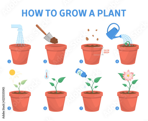 Growing a plant in the pot guide.