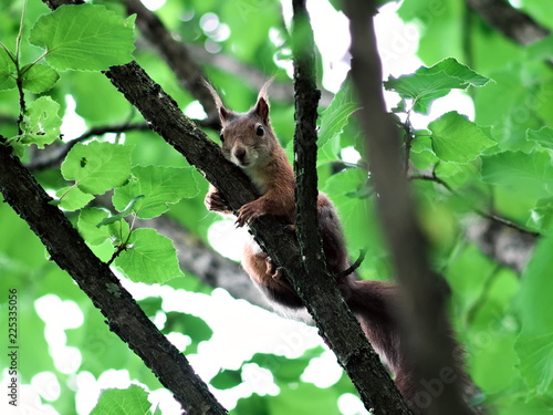 Eichhörnchen in Schönbrunn © betazoid