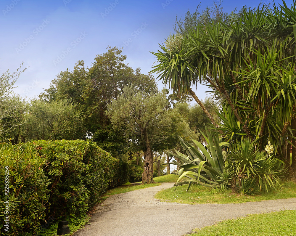 Mediterranean garden, summer view with palms and agaves