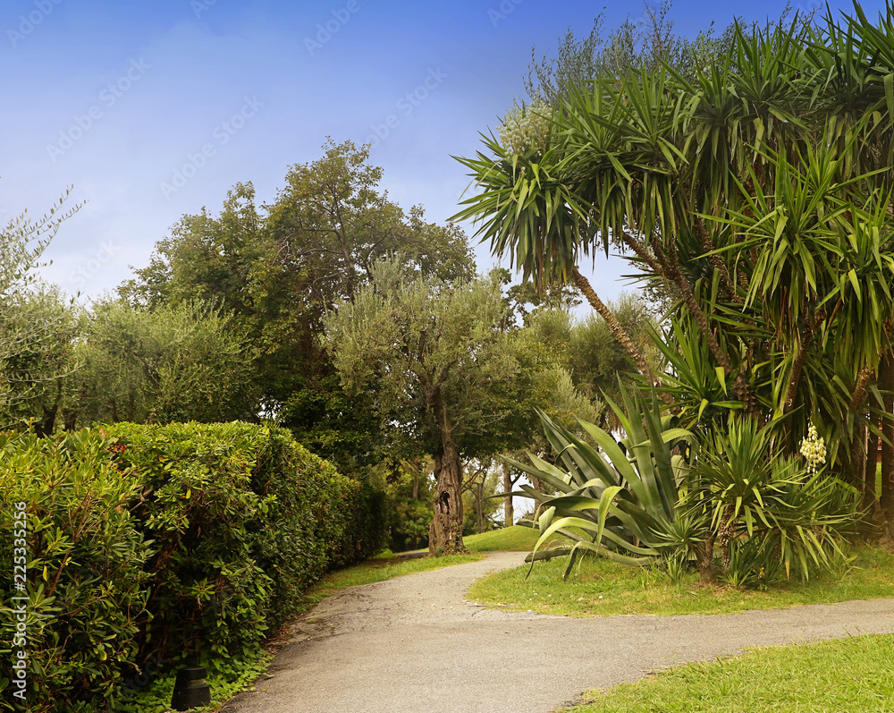 Fototapeta premium Mediterranean garden, summer view with palms and agaves